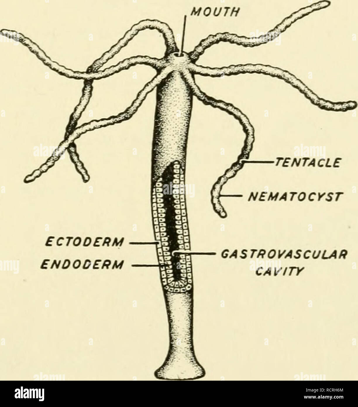 . Elements of biology, with special reference to their rôle in the lives of animals. Biology; Zoology. THE ORDER AMONG ANIMAL TYPES lOI ing cell termed a cnidoblast. The cnidoblast contains a coiled barbed organ which is employed in defense but more especially in the capture of its food. The ectoderm contains cells which exaggerate the property of irritability and function as a rudimentary nervous system. In this and in other respects the phylum marks a distinct advance over the phylum Porifera. Three classes are recognized: Class I. HYDROZOA (Fig. 33A and B). Attached or free swimming forms.  Stock Photo