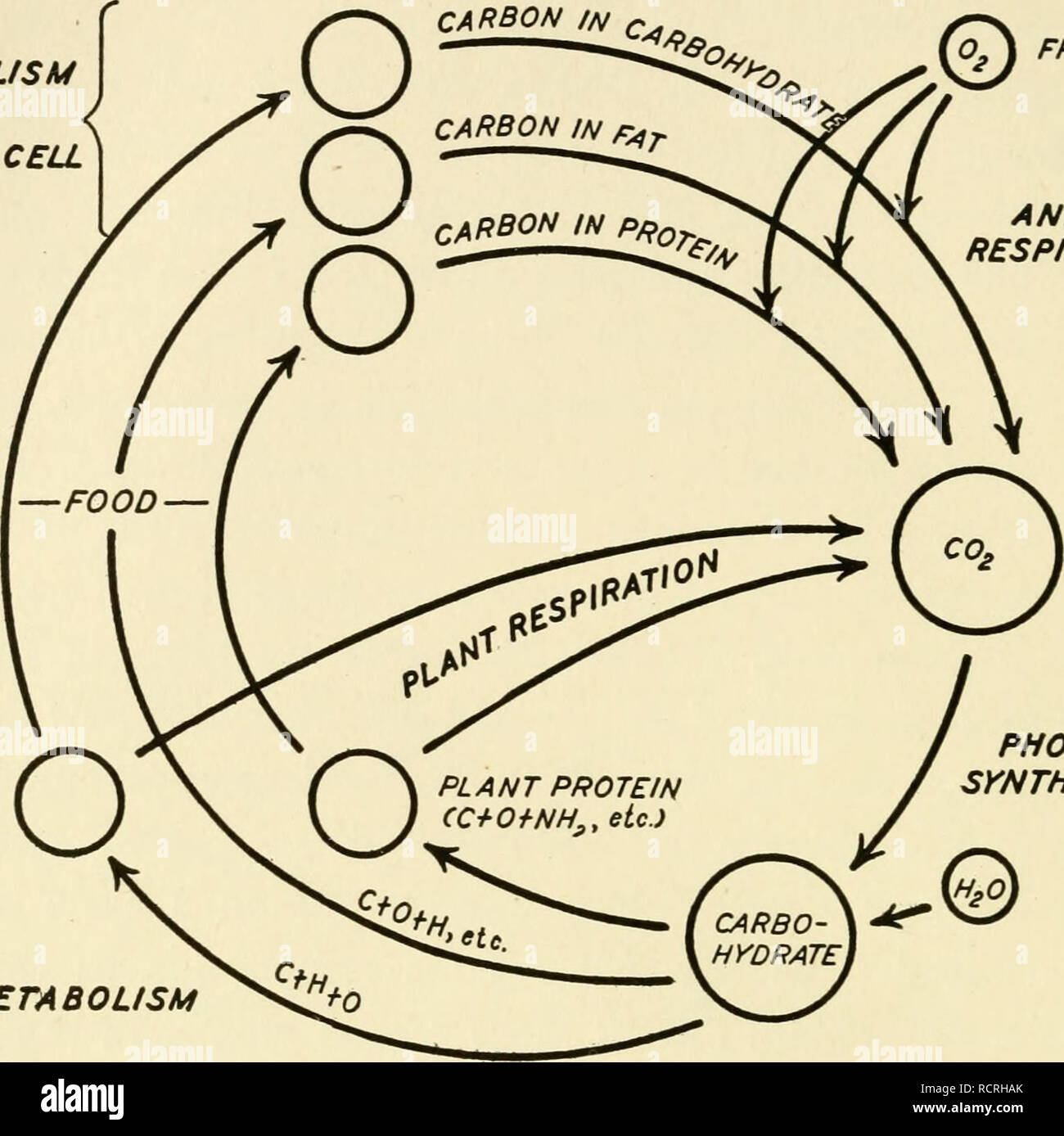 Elements of biology, with special reference to their rôle in the lives of animals. Biology; Zoology. 46 ELEMENTS OF BIOLOGY METABOLISM IN ANIMAL CELL. FROM AIR ANIMAL RESPIRATION PLANT CARBO - Elements of biology, with special reference to their rôle in the lives of animals. Biology; Zoology. 46 ELEMENTS OF BIOLOGY METABOLISM IN ANIMAL CELL. FROM AIR ANIMAL RESPIRATION PLANT CARBO -