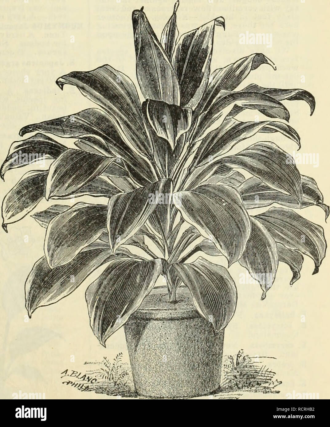 . Descriptive and illustrated catalogue and manual / Royal Palm Nurseries. Nurseries (Horticulture) Florida Catalogs; Tropical plants Catalogs; Fruit trees Seedlings Catalogs; Citrus fruit industry Catalogs; Fruit Catalogs; Plants, Ornamental Catalogs. Miscellaneous Department. 73 CYETANTHTJS obliquus. An Amaryllis-like plant from South Africa, with drooping flowers, produced in bunches of ten or fifteen each; three inches in diameter and bright red, with yellow base. $1 each. DAIS cotinifolia. A small-leaved flowering shrub from South Africa. Perhaps hardy here. 25 cents each. DALBEBGIA Sisso Stock Photo