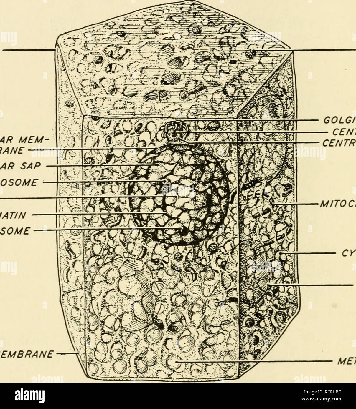 . Elements of biology, with special reference to their rôle in the lives of animals. Biology; Zoology. 30 ELEMENTS OF BIOLOGY type of protoplasm, although it is continuous with the underlying substance. This boundary, known as the plasma membrane, may be, and in many cases is, surrounded by a non-living pellicle or cell WALL, formed by substances constructed by the chemical processes within the cell. CELL WALL N U C u s CHROMATIN KARYOSOME PLASMA MEMBRANE. NUCLEAR MEM BRANE NUCLEAR SAP PLASMOSOME LININ PLASTID GOLGI BODIES CENTROSOME CENTROSPHERE MITOCHONDRIA CYTOPLASM VACUOLE METAPLASM' Fig.  Stock Photo