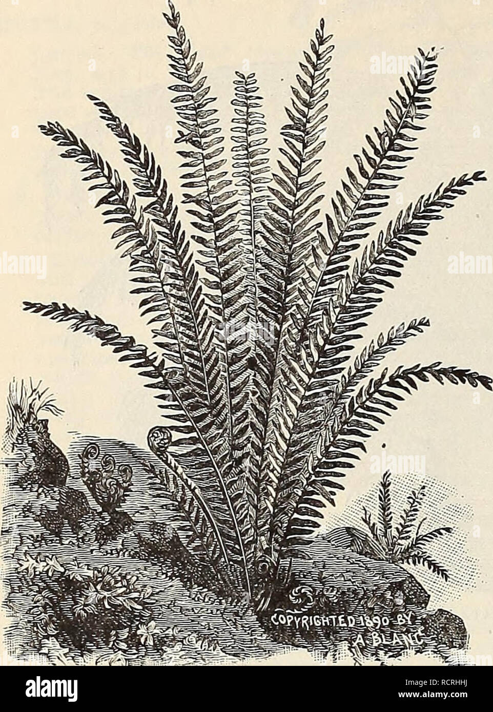 . Descriptive and illustrated catalogue and manual / Royal Palm Nurseries. Nurseries (Horticulture) Florida Catalogs; Tropical plants Catalogs; Fruit trees Seedlings Catalogs; Citrus fruit industry Catalogs; Fruit Catalogs; Plants, Ornamental Catalogs. 54 Reasoner Bros., Oneco, Florida.. NEPHROLEPIS EXALTATA. (sWORD FERN.) CYBOTITJM Barometz. (Dicksonia.) Belonging to a genus of Tree-ferns. This species only reaches a height of five to seven feet and has no real trunk. The leaves are extremely lace-like, and although so large, rob the plant of none of its beauty. A choice plant, adapted to a g Stock Photo