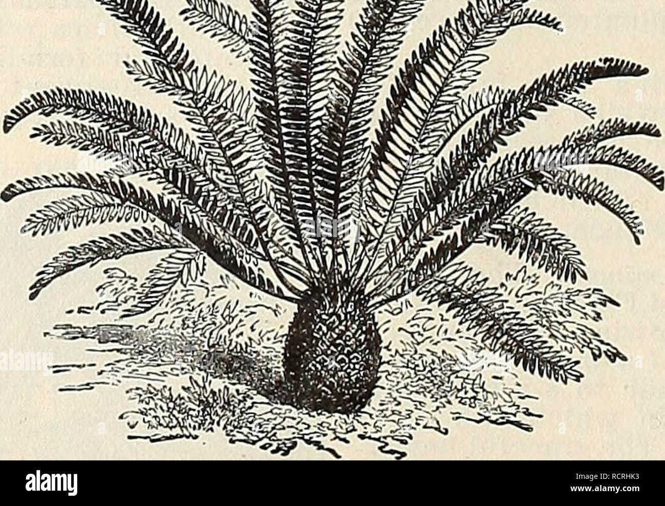 . Descriptive and illustrated catalogue and manual / Royal Palm Nurseries. Nurseries (Horticulture) Florida Catalogs; Tropical plants Catalogs; Fruit trees Seedlings Catalogs; Citrus fruit industry Catalogs; Fruit Catalogs; Plants, Ornamental Catalogs. THRINAX EXCELSA. ZAMIA integrifolia.* A beautiful Cycad, known in South Florida as &quot;Comptie&quot;'or &quot;Coontie.&quot; The Seminoles produce starch from the stems, which is extensively used in pudding in Key West and elsewhere. A considerable business is being made of gathering plants for the above purpose by entei'prising settlers. An e Stock Photo