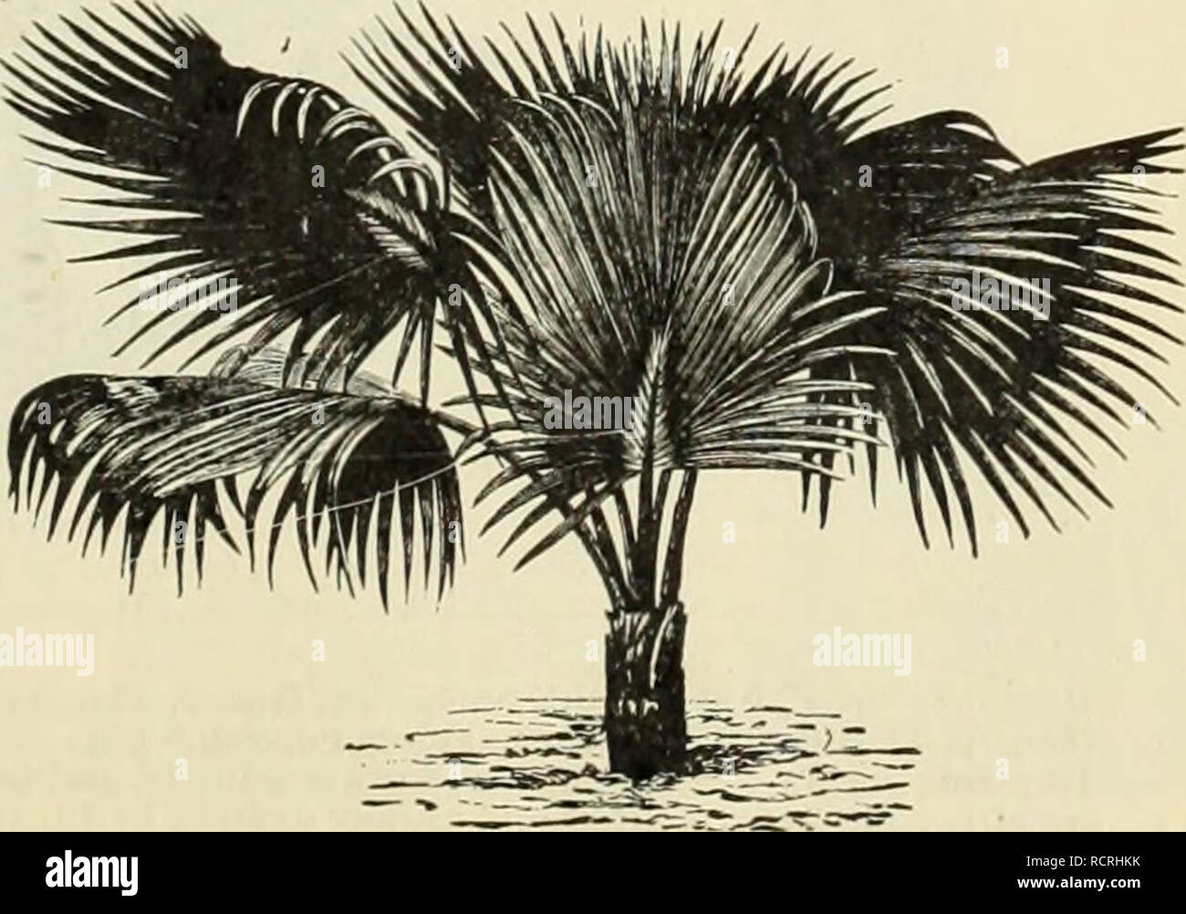 . Descriptive and illustrated catalogue and manual / Royal Palm Nurseries. Nurseries (Horticulture) Florida Catalogs; Tropical plants Catalogs; Fruit trees Seedlings Catalogs; Citrus fruit industry Catalogs; Fruit Catalogs; Plants, Ornamental Catalogs. PHOENIX RECLINATA. (See page 48.) FH(ENIX, continued. and the sap furnishing the palm-sugar. The tree is first tapped when about ten years old, and thereafter for from twenty to fifty years. One plant will produce, it is said, about eight pounds of date sugar annually. 50,000 tons of sugar are produced in Bengal alone, annually, from this and ot Stock Photo