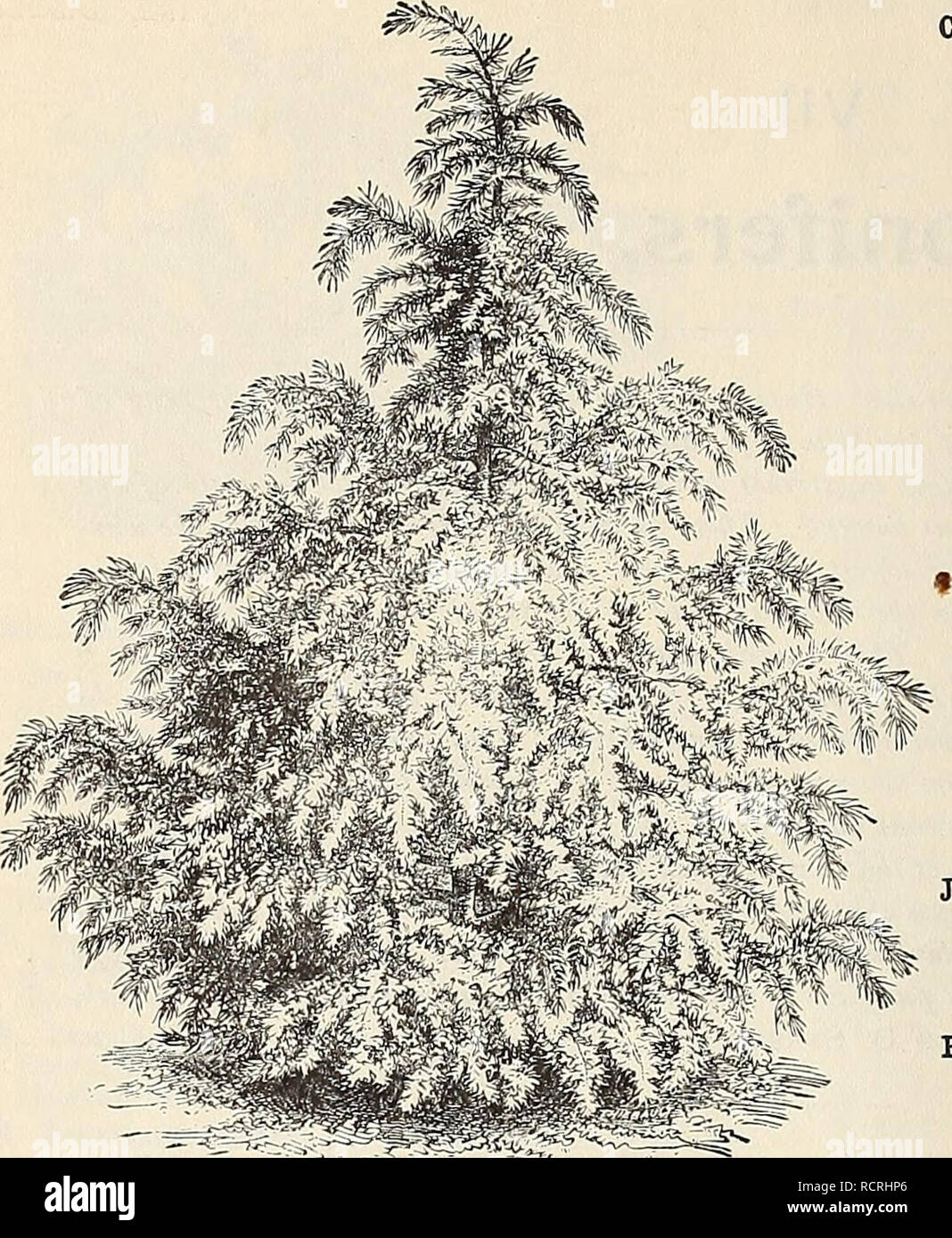 . Descriptive and illustrated catalogue and manual / Royal Palm Nurseries. Nurseries (Horticulture) Florida Catalogs; Tropical plants Catalogs; Fruit trees Seedlings Catalogs; Citrus fruit industry Catalogs; Fruit Catalogs; Plants, Ornamental Catalogs. 40 Reasoner Bros., Oneco, Florida.. CEDRUS DEODARA. CASTJARINA torulosa. New South Wales and Queensland. Height, 70 feet; a valuable spe- cies. A very hardy sort, and one that closely resembles C. termissima. 35 cents each, 13.50 per dozen. (From open ground.) CEDBUS Atlantica. Atlantic Cedar, from the Azores. A hardy, rare conifer, slightly re- Stock Photo