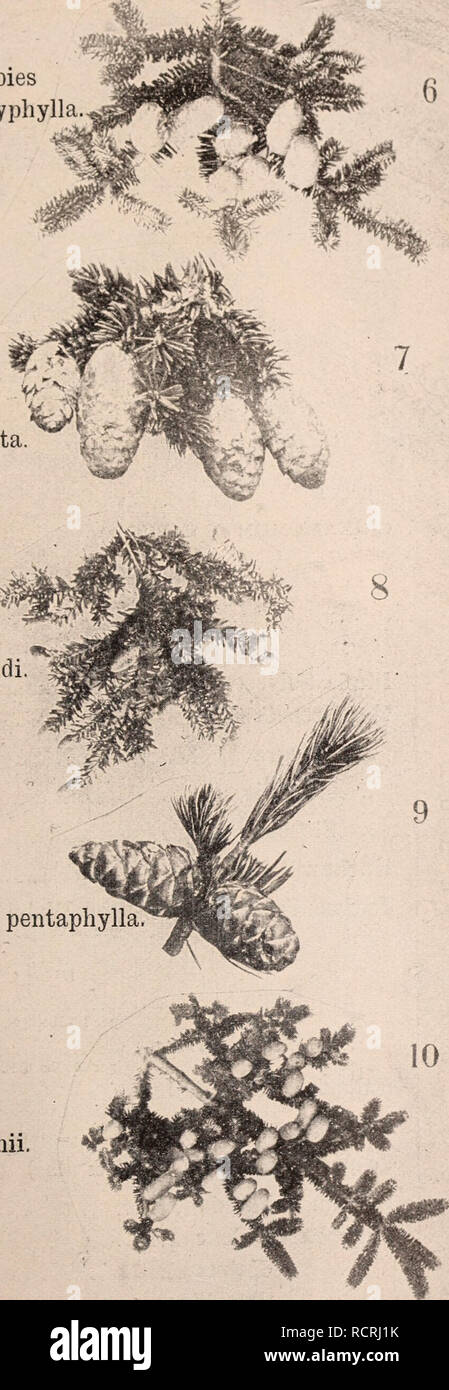 . Descriptive catalogue of flowering, ornamental trees, shrubs, bulbs, herbs, climbers, fruit trees, &amp;c., &amp;c., &amp;c. / for sale by the Yokohama Nursery Co., Limited.. Nursery Catalogue. CATALOGUE OF THE YOKOHAMA NURSERY Co , Ltd. (1909). 81 Abies biachyphylla. Picea polita. r: Tsuga Sieboldi Pinus pentaphylla Abies Veitchii. TREES AND SHRUBS' SEEDS. per pound. Acer Palmatimi $1 50 „ Carpiniibliuin i 20 „ Japoniciim r 20 „ Pictiiin 1.50 „ Nikoensis 120 Actinidia Ar^iita 1000 Aesciiliis Tiirbiiiata .40 Akebia (Jiiinata 2 00 Albizzia Julibrissin 1.50 Aralia Cordata 1.20 Sieboldi (Katsia Stock Photo