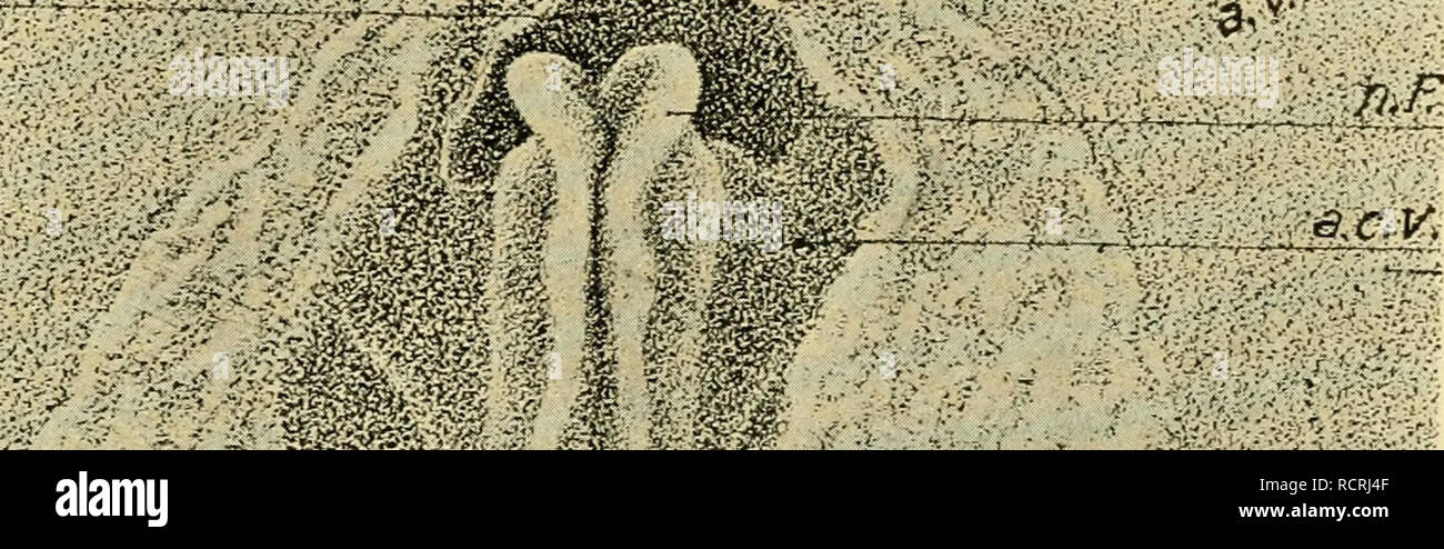 . The development of the chick : an introduction to embryology. Embryology; Chickens -- Embryos. HEAD-FOLD TO TWELVE SOMITES 97 the undifferentiated mass of the primitive streak. These condi- tions must be born in mind in the following description. The Neural Groove and Folds. Shortly after the formation of the head-fold the center of the medullary plate becomes sunk in the form of a deep groove beginning a short distance behind the f:-:&gt;-^ ^. â¢/^2.' 'â m.. Please note that these images are extracted from scanned page images that may have been digitally enhanced for readability - coloratio Stock Photo