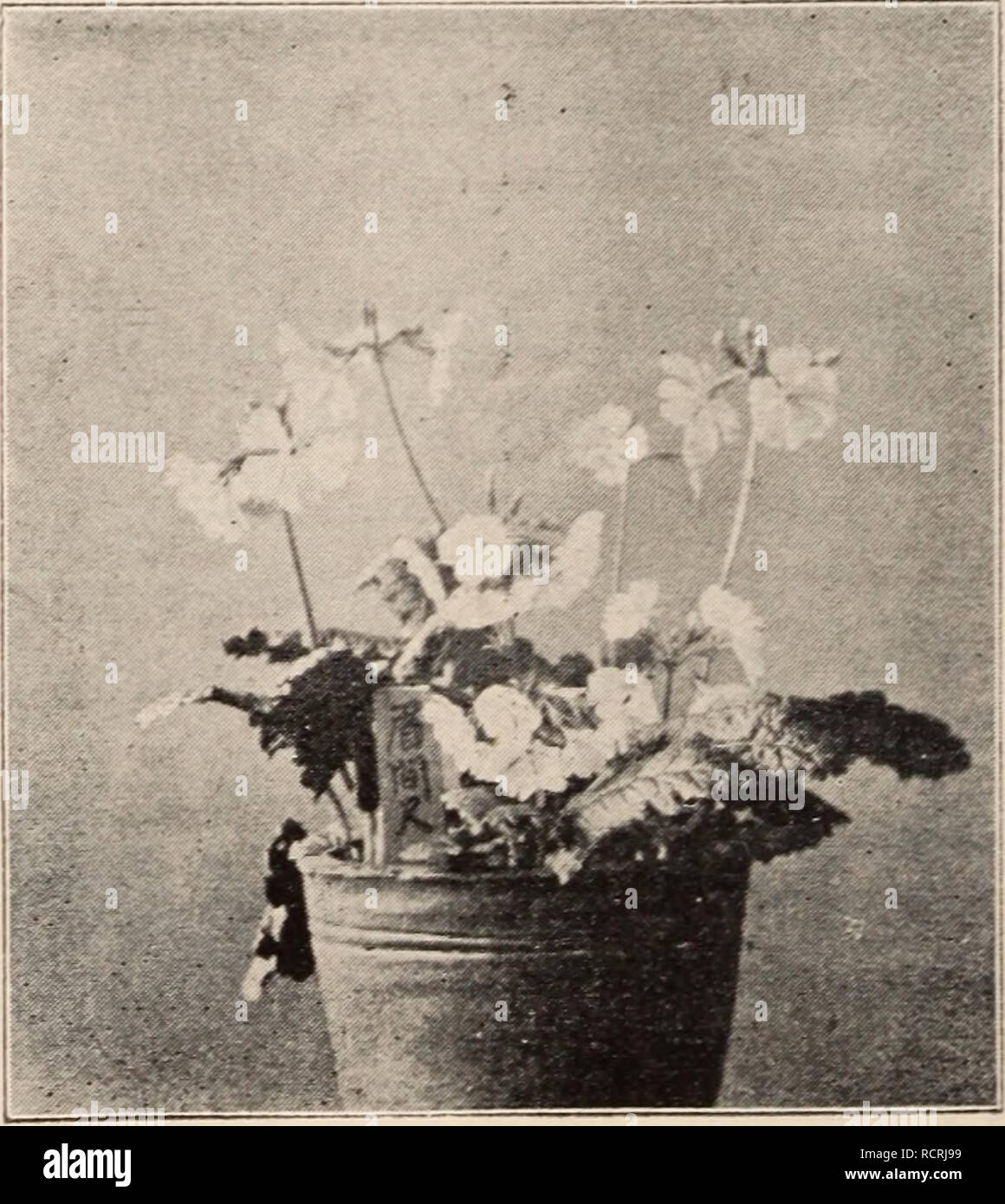 . Descriptive catalogue of flowering, ornamental trees, shrubs, bulbs, herbs, climbers, fruit trees, &amp;c., &amp;c., &amp;c. / for sale by the Yokohama Nursery Co., Limited.. Nursery Catalogue. ^INDIGOFERA DECORA. Conandron ramondioides, purple flower, large leaves growing in shady and rocky place — per 10, 90 c. ; per 100, $8.00. Coiiophallus Konjak, splendid ornamental tuberous plant, flowers with enormous spadix, gelatinous food stuff made—per 10, $i.co Coptis bracliypetala,—per 10, 35 c.; per 100, $3.00. Dicentra spectabilis, showy perennial pinlc flower- ing herb—per 10, $1.40. Epiniedi Stock Photo