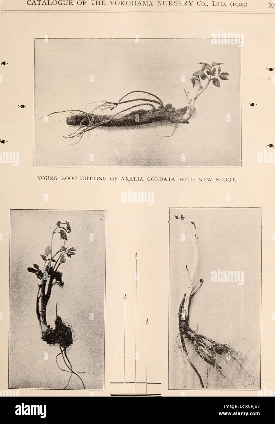 . Descriptive catalogue of flowering, ornamental trees, shrubs, bulbs, herbs, climbers, fruit trees, &amp;c., &amp;c., &amp;c. / for sale by the Yokohama Nursery Co., Limited.. Nursery Catalogue. OLD ROOT OF ARALIA CORDATA Wrril A YOUNG SHOOT. ULANCHED YOUNG SHOOT OF ARALIA CORDATA OVER 2 FT. LONG, •J'AKEN FROM THE FORCING BED.. Please note that these images are extracted from scanned page images that may have been digitally enhanced for readability - coloration and appearance of these illustrations may not perfectly resemble the original work.. Yokohama Ueki Kabushiki Kaisha.; Yokohama Ueki K Stock Photo