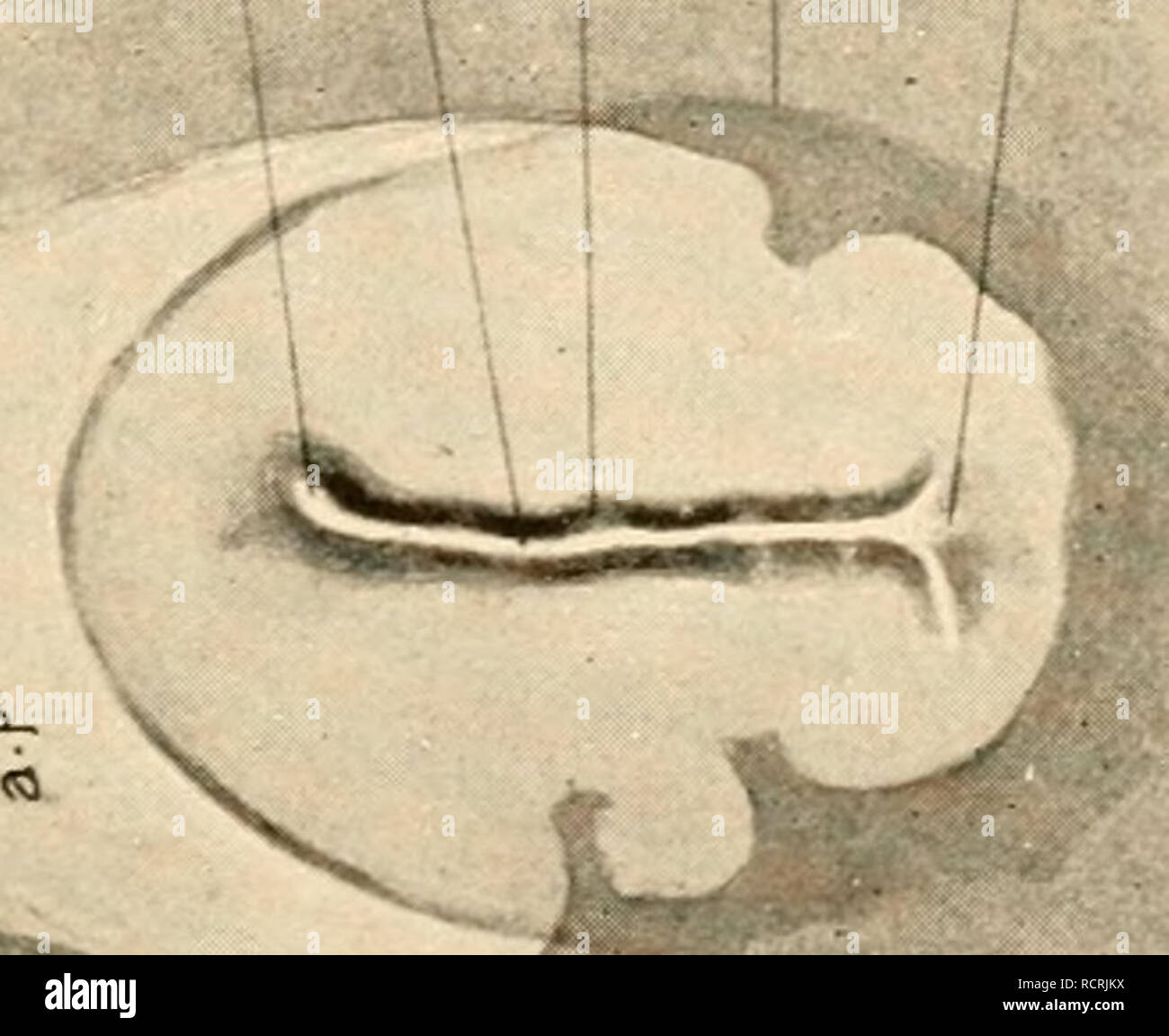 The Development Of The Chick An Introduction To Embryology Birds Embryology O Co O X O 03 Gt Icl C C3 O 8 A Gt Ci S The Development Of The Chick An Introduction To Embryology Birds Embryology O Co O X O 03 Gt Icl C C3 O 8 A Gt Ci S