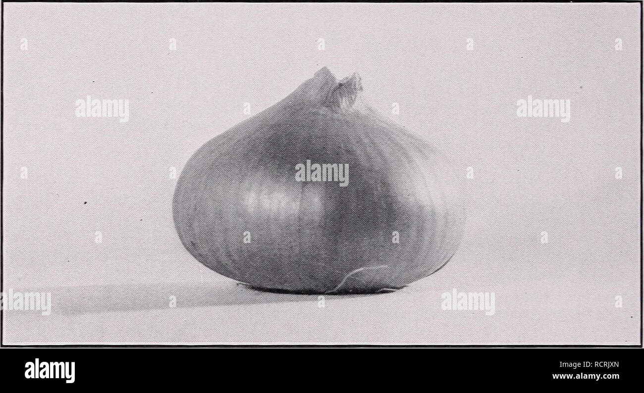 Descriptive Catalog Of Vegetables Commercial Catalogs Nurseries Horticulture Catalogs Vegetables Seeds Catalogs Seeds Catalogs Fruit Catalogs Herbs Catalogs 58 Associated Seed Growers Inc Onion Allium Cepa For Over Eighty Years We