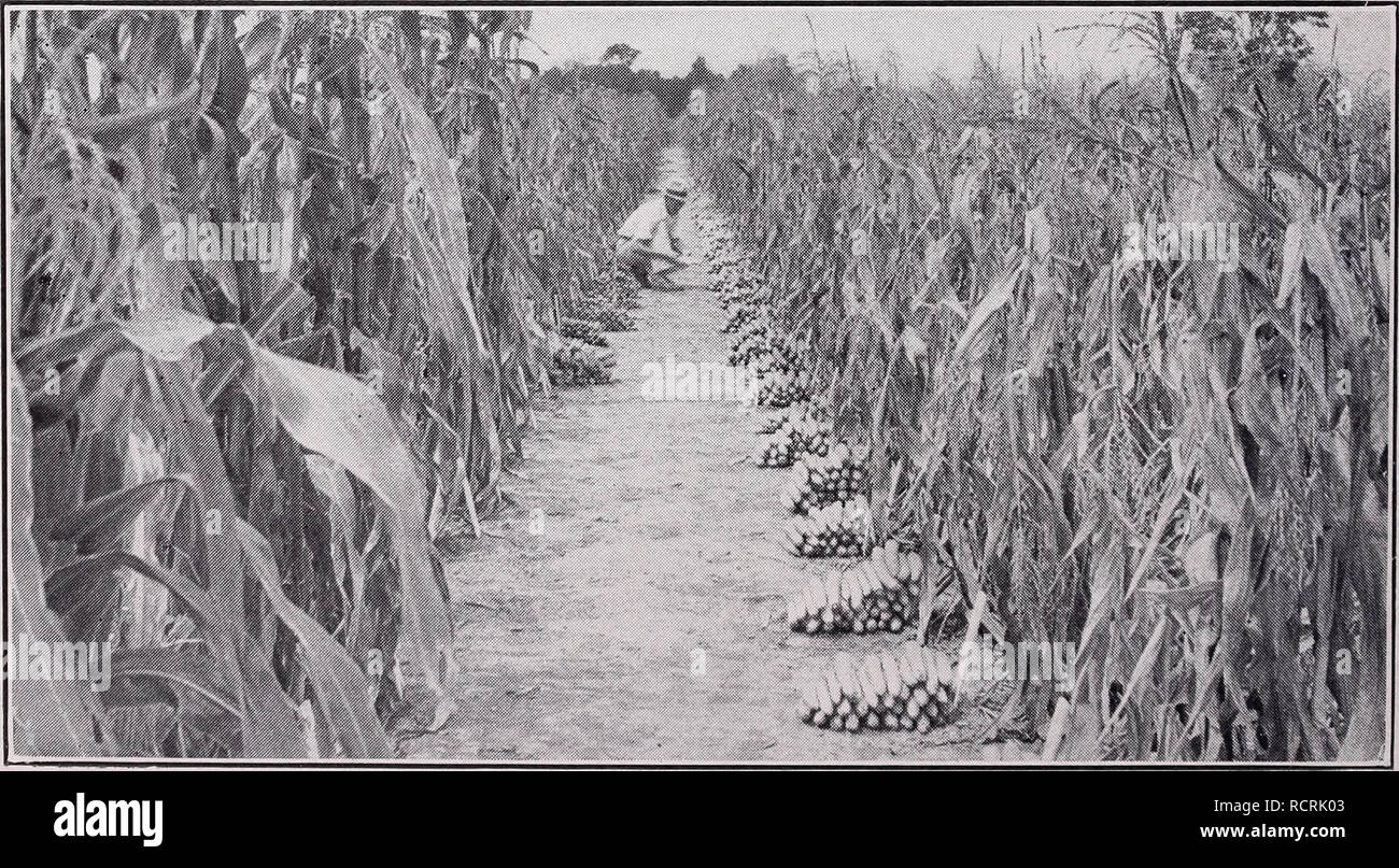 Descriptive Catalog Of Vegetables Commercial Catalogs Nurseries Horticulture Catalogs Vegetables Seeds Catalogs Seeds Catalogs Fruit Catalogs Herbs Catalogs 40 Associated Seed Growers Inc Corn Continued Feet Inches Days Narrow Grain Hybrid