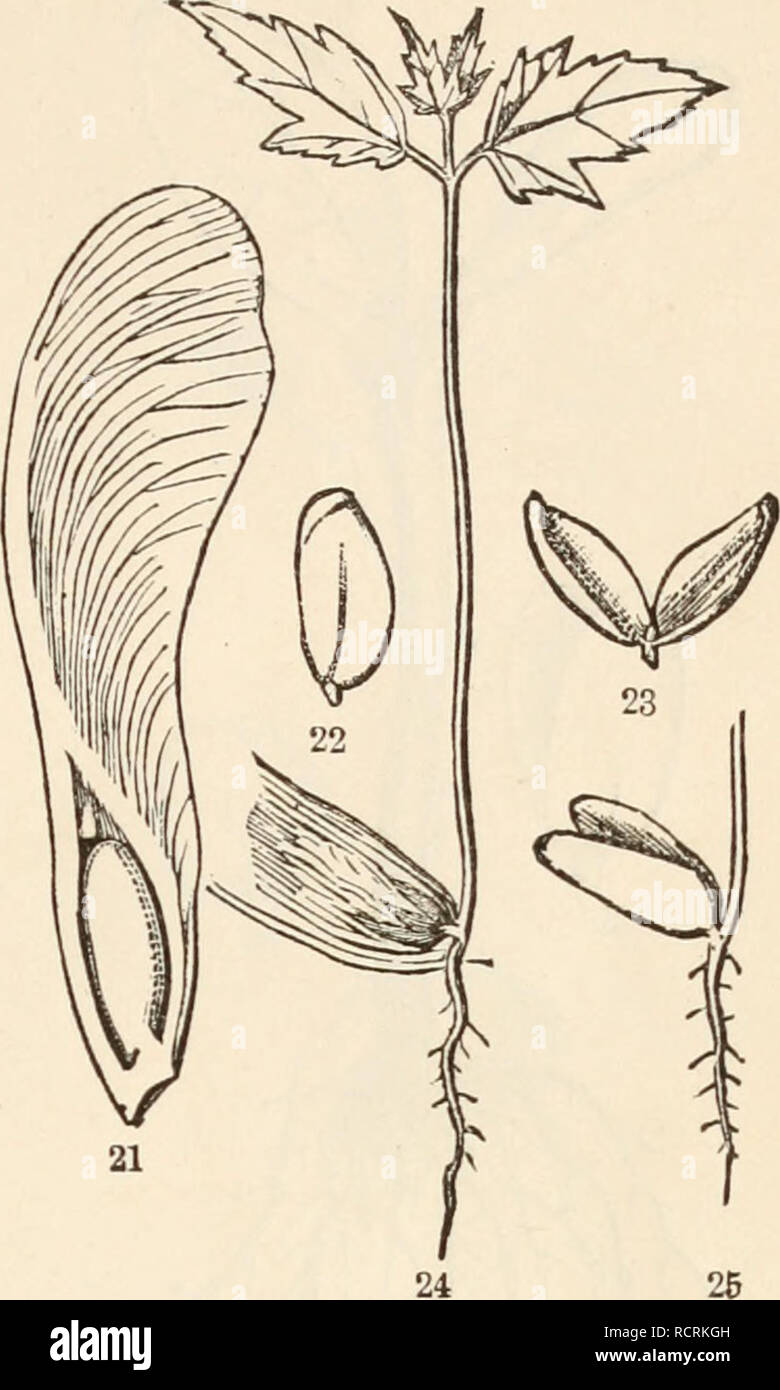 Plantule . The elements of botany for beginners and for schools. Botany. oECTION ...