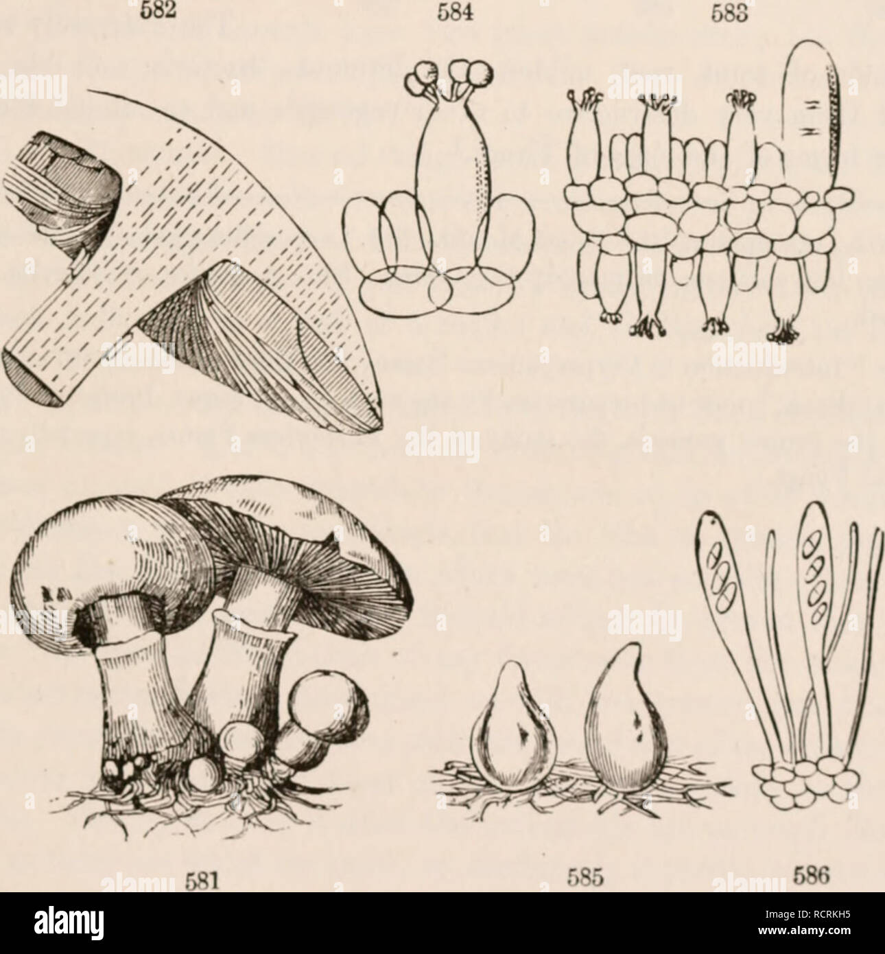 . The elements of botany for beginners and for schools. Plants. SECTION 17.] THALLOPHYTKS. 173 cells lengthen and branch, growing by the absorption through their whole surface of the decaying, or organizable, or living matter which they reed upon. In a Mushroom (Agaricus), a knobby mass is at length formed, which develops into a stout stalk {Stipe)y bearing the cap i I'ilrus) : the under side of the cap is covered by the tfymenium, in this genus consisting of radiating plates, the gills or Lamella; and these hear the powdery spores ill immense numbers. Under the microscope, the gills are found Stock Photo