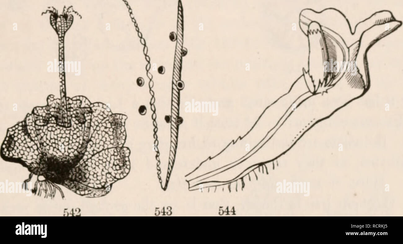 . The elements of botany for beginners and for schools. Plants. SECTION 17. J BRYOPHYTBS. 165 and very hygrometric threads (culled Elaters) which arc thought to aid in the dispersion of the spores. (Fig 5 I I 5 II) 502. Marchantia, the commonest and largest of the true Liverworts. forms large green plates or fronds on damp and shad} ground, and sends up from s«»me part of the upper face a si out stalk, ending in a several-lobed umbrella-shaped body, under the lobes of which hang several thin-walled spore-cases, which burst open and discharge spores and elaters. Riccia nutans (Fig. 545) consist Stock Photo