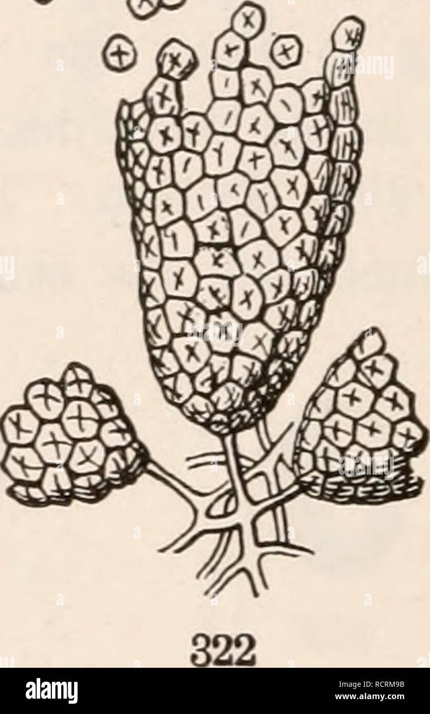 Sticky primrose hires stock photography and images Alamy