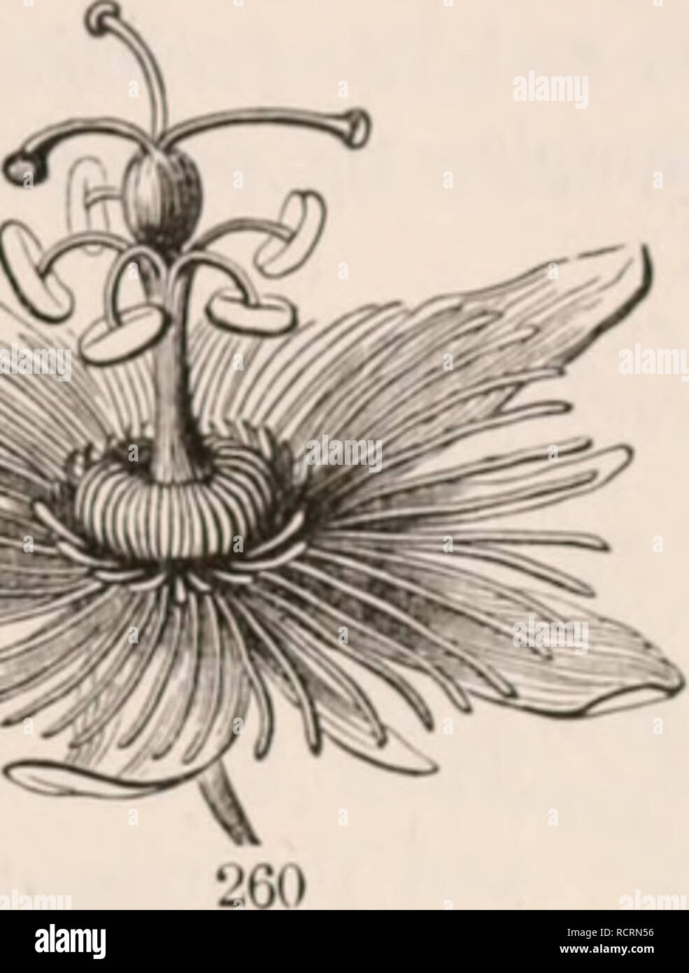 . The elements of botany for beginners and for schools. Plants. Tubular ...