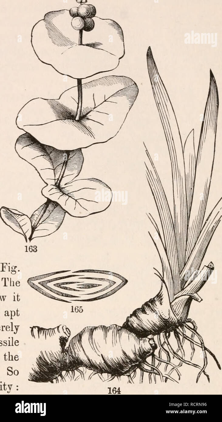 . The elements of botany for beginners and for schools. Plants. Bellwort (Uvularia perfoliata, Fig. 162) is a familiar illustration. The lower and earlier leaves show it distinctly. Later, the plant is apt to produce some leaves merely clasping the stem by the sessile and heart-shaped base, and the latest may be merely sessile. So the series explains the peculiarity : in the formation of the leaf the bases, meeting around the stem, grow together there. 159. Connate-perfoliate. Such are the upper leaves of true Honey- suckles. Here (Fig. 163) of the opposite and sessile leaves, some pairs, espe Stock Photo