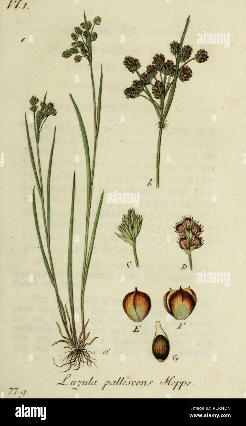 . Deutschlands flora in abbildungen nach der natur. Botany. . Please note that these images are extracted from scanned page images that may have been digitally enhanced for readability - coloration and appearance of these illustrations may not perfectly resemble the original work.. Sturm, Jacob, 1771-1848. Nurnberg : Gedruckt auf kosten des verfassers Stock Photo