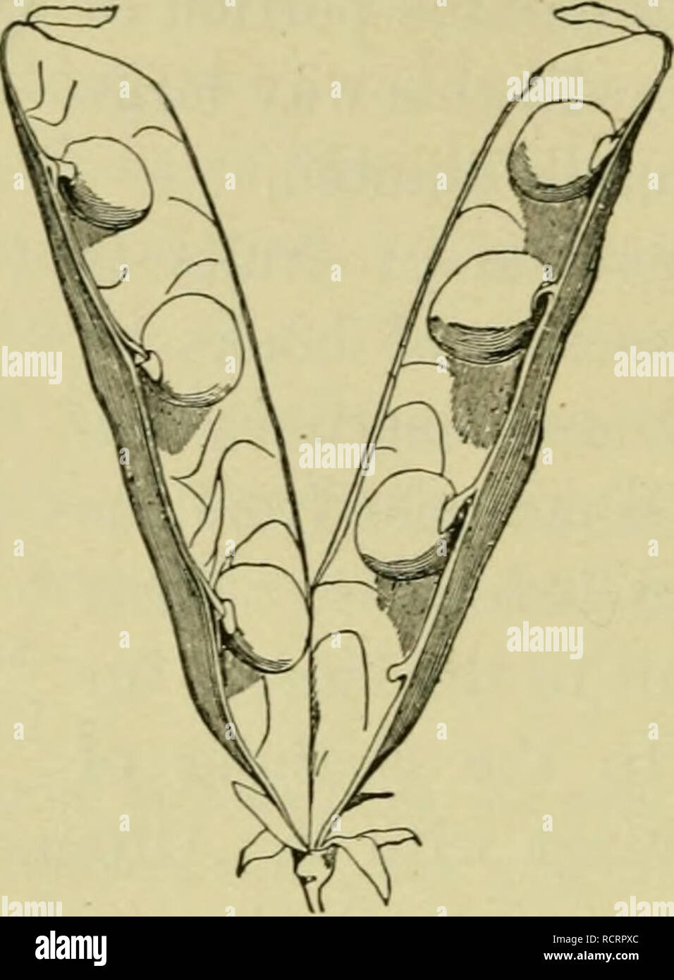 . Elements of botany. Plants. 190 ELEMENTS OF BOTANY. The usefulness of burs to the plant which produces them is evident enough.. Please note that these images are extracted from scanned page images that may have been digitally enhanced for readability - coloration and appearance of these illustrations may not perfectly resemble the original work.. Bergen, Joseph Y. (Joseph Young), 1851-1917; Bergen, Joseph Y. (Joseph Young), 1851-1917. Bergen's Botany: key and flora, Pacific coast ed. Boston : Ginn Stock Photo