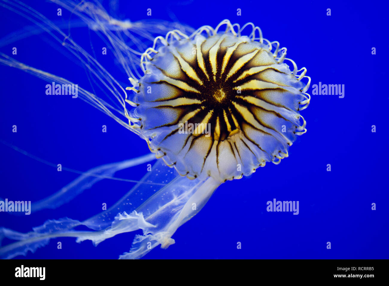 Chrysaora hysoscella, the compass jellyfish, swimming on a blue background. The compass jellyfish is native to the Atlantic Ocean. Stock Photo
