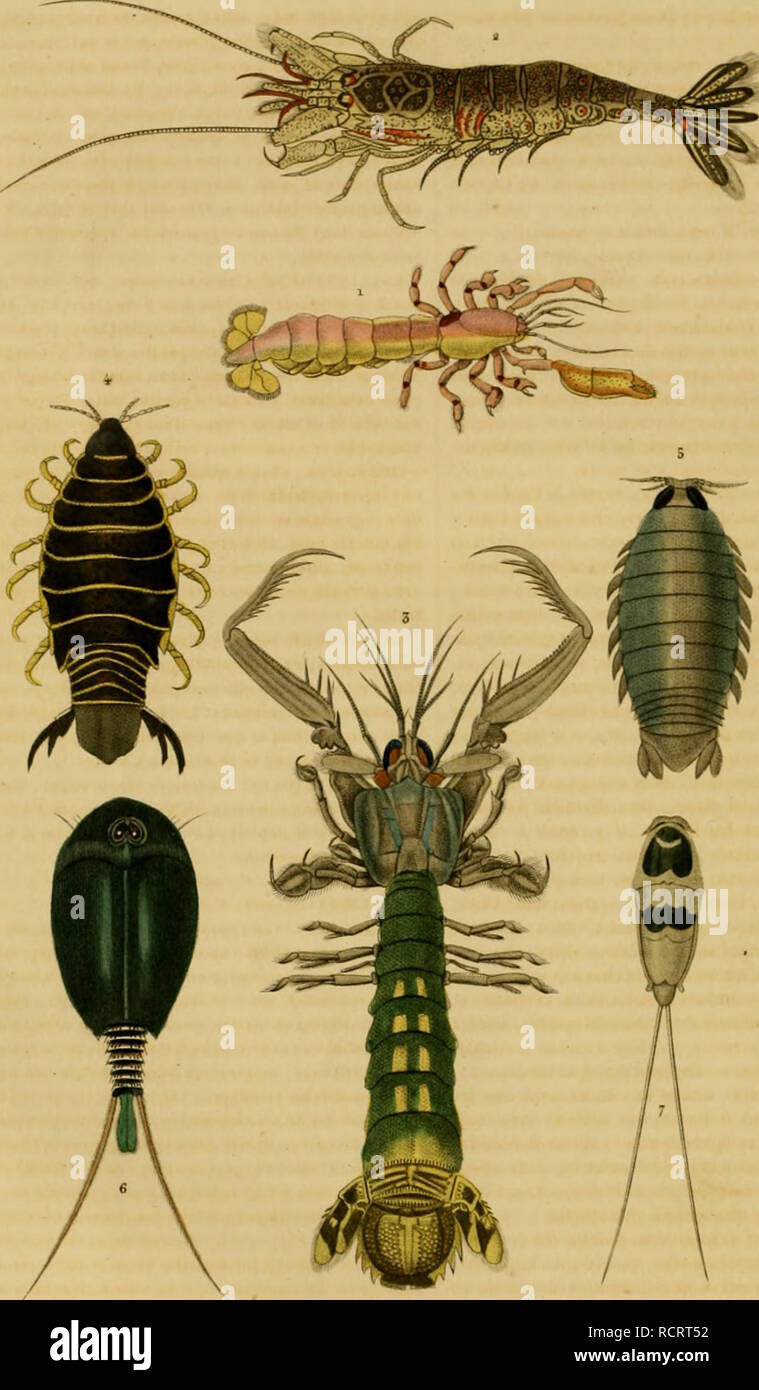 . Dictionnaire classique des sciences naturelles : présentant la définition, l'analyse et l'histoire de tous les êtres qui composent les trois règnes, leurs application générale aux arts, à l'agriculture, à la médicine, à l'économie domestique, etc.. Natural history. CALIJANASF, soutcrrmnc, 4 AA&quot;II,OClxl'; auc.j.- SOrU.l,K,pcm-ruae. ' 6 i.KPIDUKÎ'. prolong-e PANDABK l.r„lo. Please note that these images are extracted from scanned page images that may have been digitally enhanced for readability - coloration and appearance of these illustrations may not perfectly resemble the original work Stock Photo