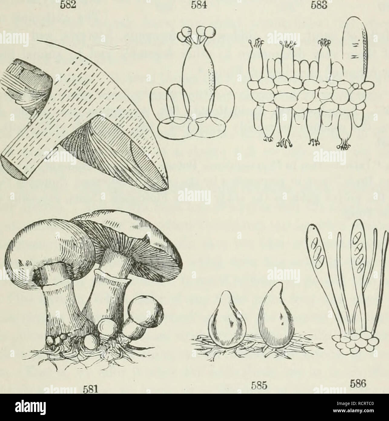 . The elements of botany for beginners and for schools. Botany. SECTION 17.] THALLOPHYTES. 173 cells lengthen and branch, growing by the absorption through their whole surface ot&quot; the decaying, or orgunizable, or living matter wiiieh they feed upon. In a Mushroom (Agaricus), a kuol)by mass is at length formed, which develops into a stout stalk (Sl/'pr), bearing tlie cap {PUeus) : tlie under side of tlic cap is covered by the Ih/nienium, in this genus consisting of radiating plates, tlie gills or LamelLe; and these bear the powdery spores in immense numbers. Under the microscope, the gills Stock Photo