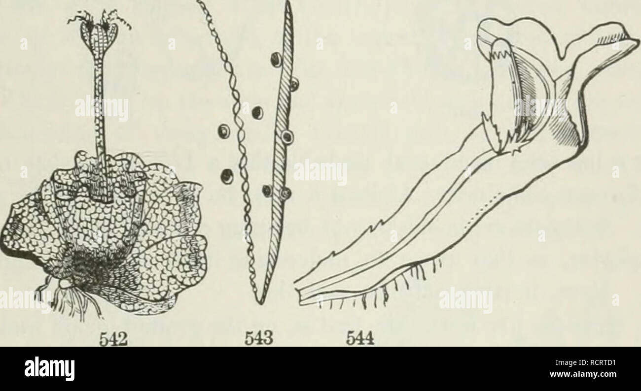 . The elements of botany for beginners and for schools. Botany. SECTION 17. J BRYOrHYTES. 105 and very liygromrtrio threads (called Elafers) which are thought to aid in the dispersion of the spores. (Fig. 542-544.) 502. Marchautia, tlie commonest and largest of the true Liverworts, forms large greeu plates or fronds on damp and shady ground, and sends up from some part of the upper face a stout stalk, ending in a several-lobed umbrella-shaped body, under the lobes of which hang several thin-walled spore-cases, which burst open and discharge spores and elaters. Riccia natans (Fig. 545) consists Stock Photo