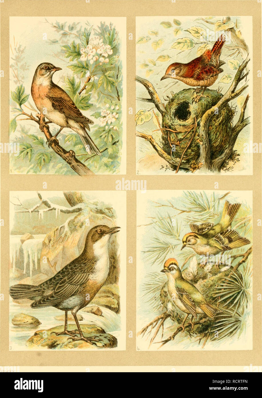 . Deutsches Vogelbuch für Forst- und Landwirte : Jäger, Naturfreunde und Vogelliebhaber. Birds. Saf. 6.. -^ Sorngrasmürfe, Sylvia sylvia (L.). 3) IDaffetftar, Cinclus aquaticus (Bechst.). 2) 3ö&quot;&quot;fönig, Anorthura troglodytes (L.). 4) Selbföpfiges u. feuerföpfiges ®olbt)df)ndjen, Regulus regulus (L.) u. R. ignicapillus (Temm. ex Brehm.).. Please note that these images are extracted from scanned page images that may have been digitally enhanced for readability - coloration and appearance of these illustrations may not perfectly resemble the original work.. Floericke, Kurt Ehrenreich, 18 Stock Photo