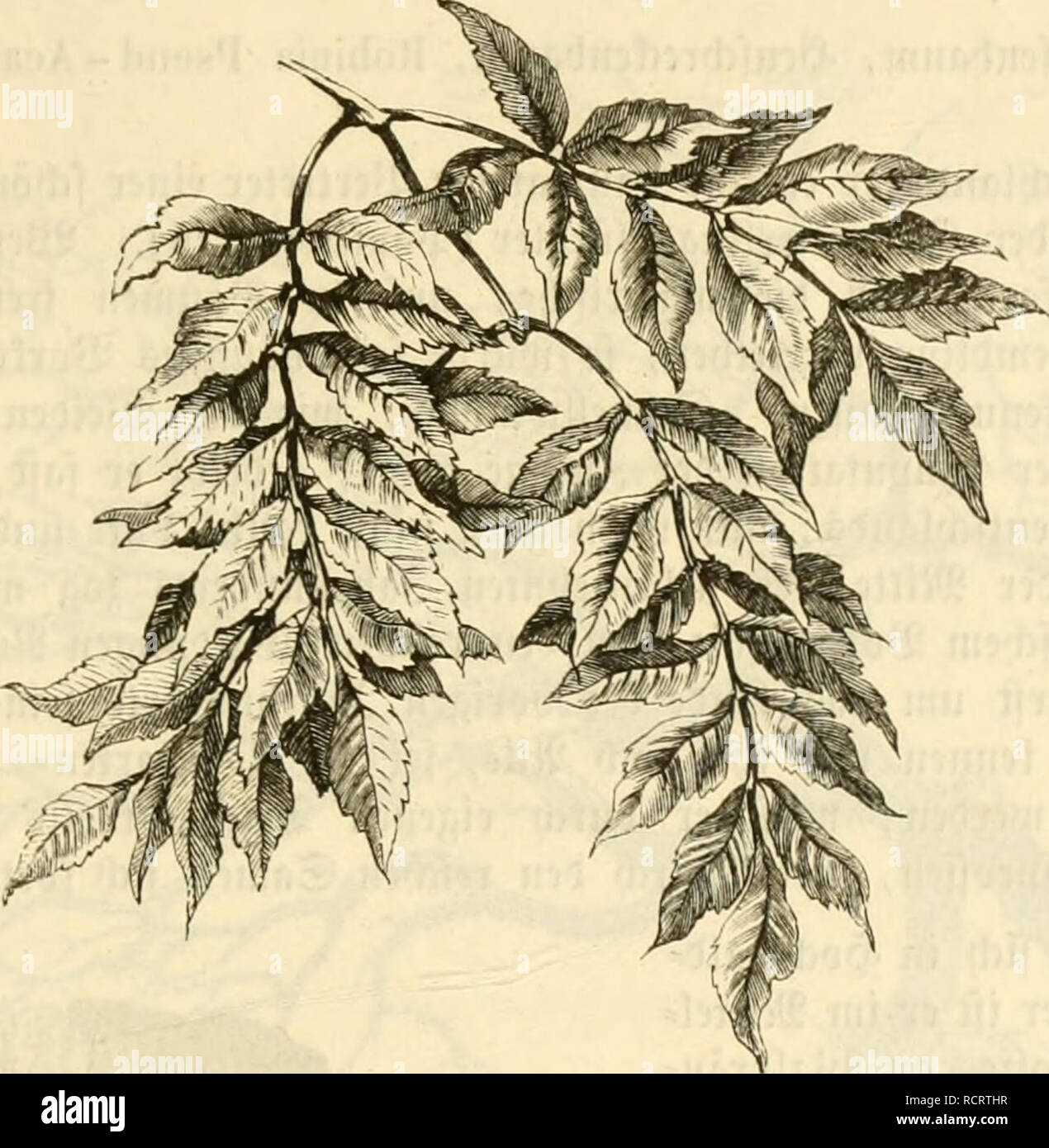 . Deutsche WaldbÃ¤ume und ihre Physiognomie. Trees. 59 ftduMit^ unt frnmrcife iiCyicnÃ¼bciv'Ki3t. -Tic (mcift rvd^chn) lan^cttfÃ¶rmuv'n, yV'Ã¼VUi'&quot;' i^Uutni ?;ictcvblattcticn figen tidit an tcm 'i^Kittfticlc. 3lnc Dbcvc ^cito ift ^unfl^â¢ i]rim nlei tte untere, tcrcn 9J?ittctriv&gt;pcn mcift ctUMci ircif? bclmavt ftnf.. 62. Â«lattftaut tcr (Ã¤iclic. J^C'S cnttanttcn 3?aumcÃ¶ ^u ^ctcnfcn, ift vtc(n ;,UHnor CÃiyV'ntbÃ¼mliriifoitcn toffoltcn not^UHMiti^v 2)ic jÃ¼n|j|crcn 3wcii]c (Ã¤ffen nÃ¤mlidi frou^ftÃ¤nfivv' (5rbÃ¶tnini3cn mit einer fialhnontfÃ¶rmii^en Ãcidinung fcften, lueld^e ten tar Stock Photo