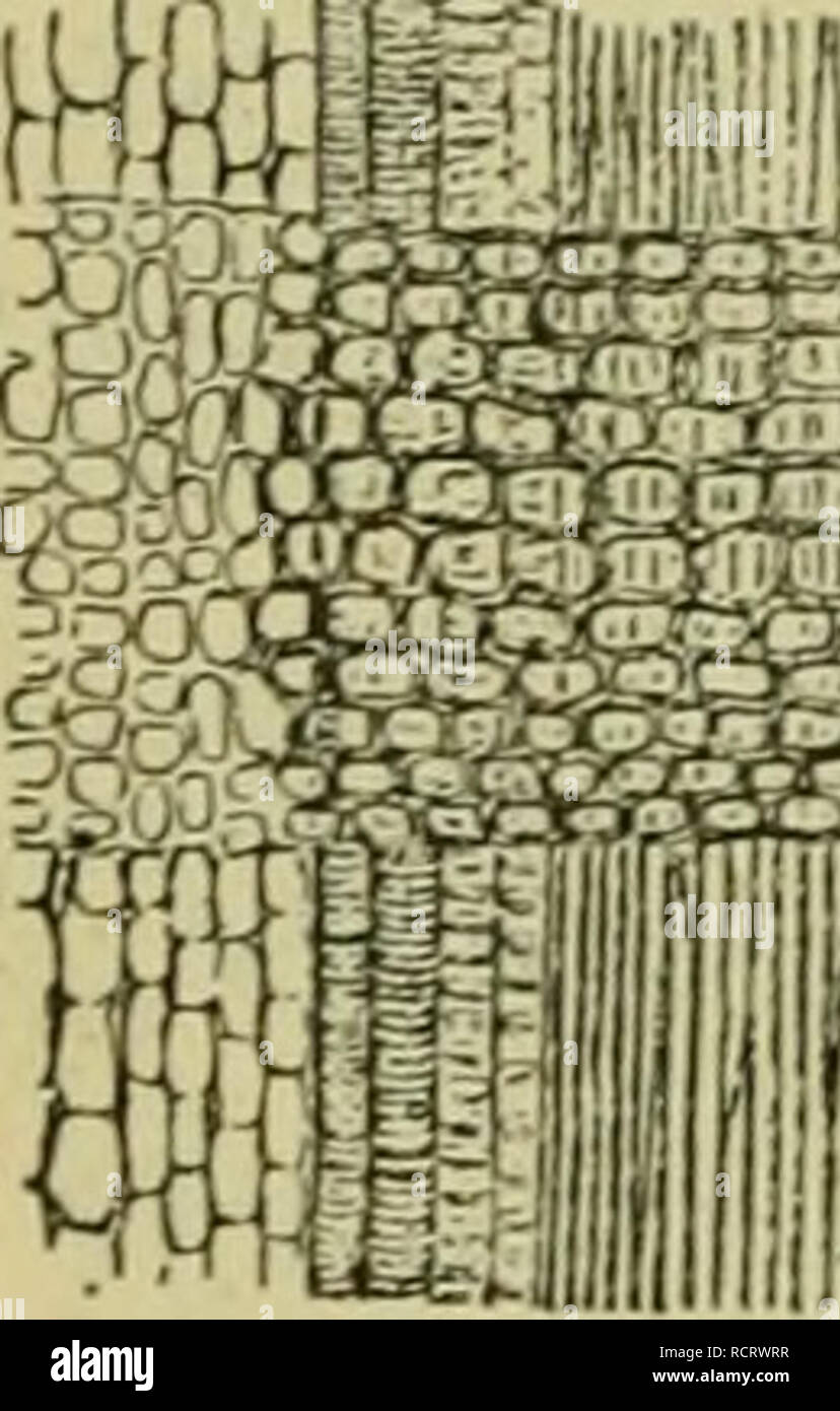 . Elements of botany. Plants. 56 ELEMENTS OF BOTANY. 77. SieveTubes