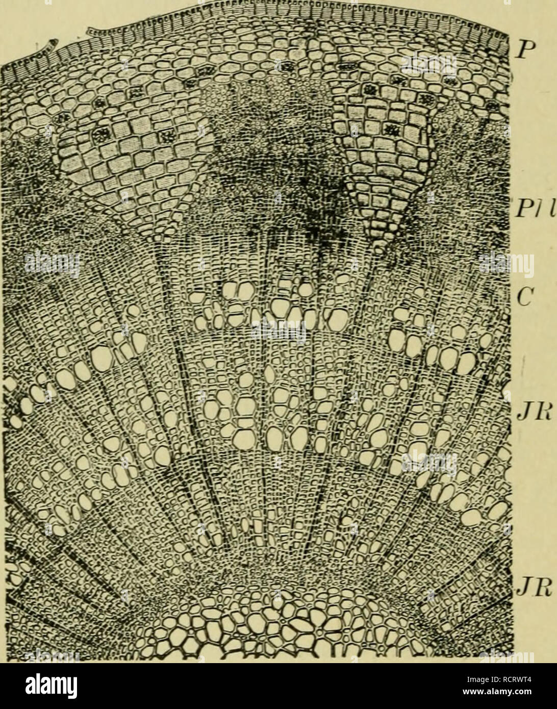 . Elements of botany. Plants. 54 ELEMENTS OF BOTANY. Examine each thin section first with a power of about 25 diameters, then with a power of from 100 to 200 diameters. With the lower power, sketch a one-year-old section, labeling in your sketch : (a) The corky layer of the bark. (6) The green layer. (c) The masses of bast fibres. {d) The wood, with the medullary rays and vessels. (e) The pith.. Fig. 41. — Cross-Section of a Three-year-old Linden Twig. (Much magnified.) P, epidermis and corky layer of the bark ; Phi, bast; C, cambium layer ; JB, annual rings of wood. Alter examining this secti Stock Photo