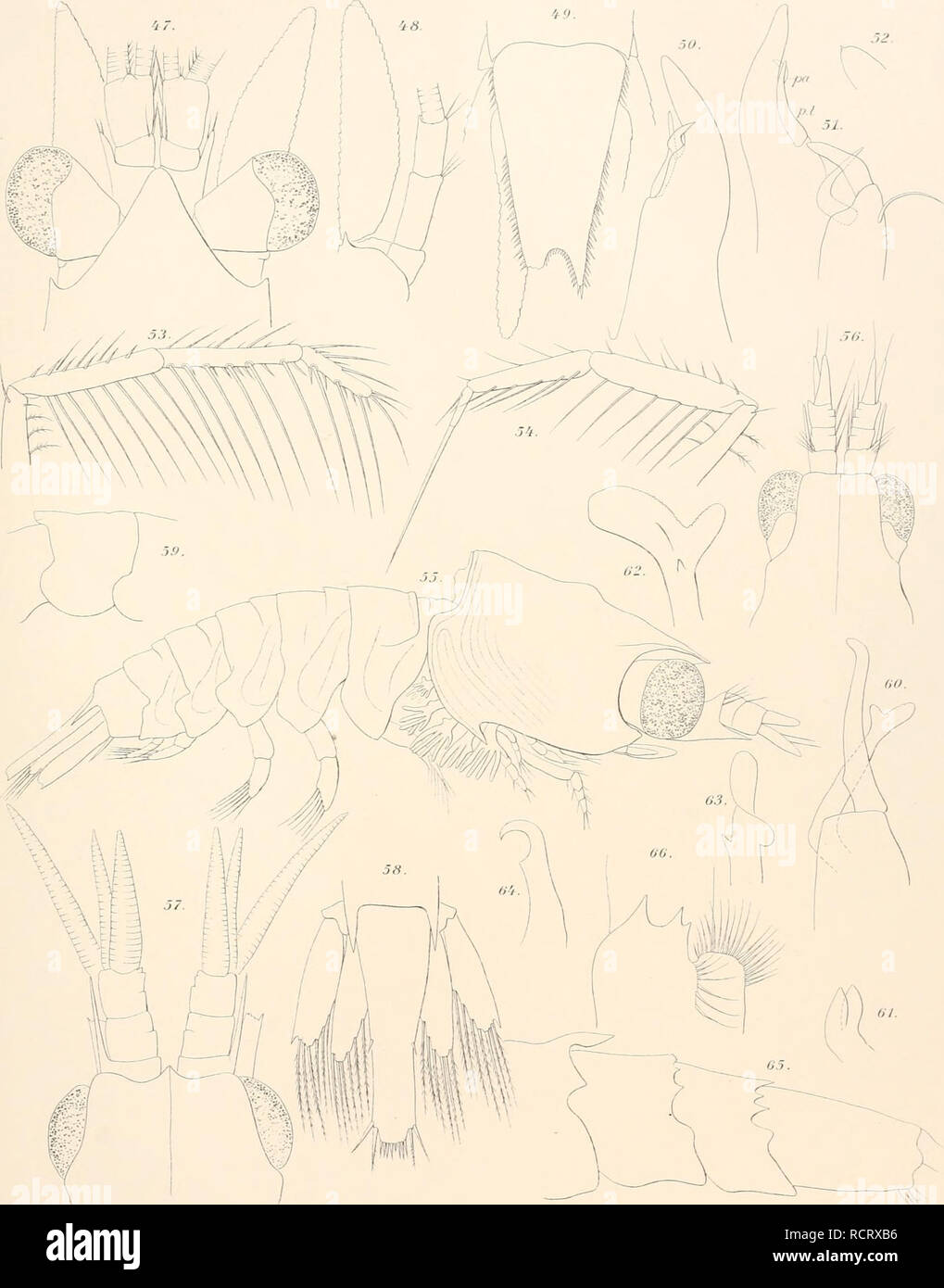 . Deutsche SÃ¼dpolar-Expedition, 1901-1903, im Auftrage des Reichsamtes des Innern. Gauss (Ship); Scientific expeditions; Antarctica. Deutsche SÃ¼dpolar-Expedition 1901-3 Band xv Tafel xxvi. 'â i.i-ort) Reimer, Berlin. Fig. 47â49 Mysidetes iliigi n. sp. Fig. 55â58 Thysanopoda sp. larva. 50â52 Thysanopoda monacantha Ortmann. .. 59 Euphausia similis CO. Sars. var. lobata. .. 53â54 â aequalis Hansen. 60-64 â crystalloraphias H. 4 T. Fig. 65â66 Euphausia longirostris Hansen.. Please note that these images are extracted from scanned page images that may have been digitally enhanced for readability  Stock Photo