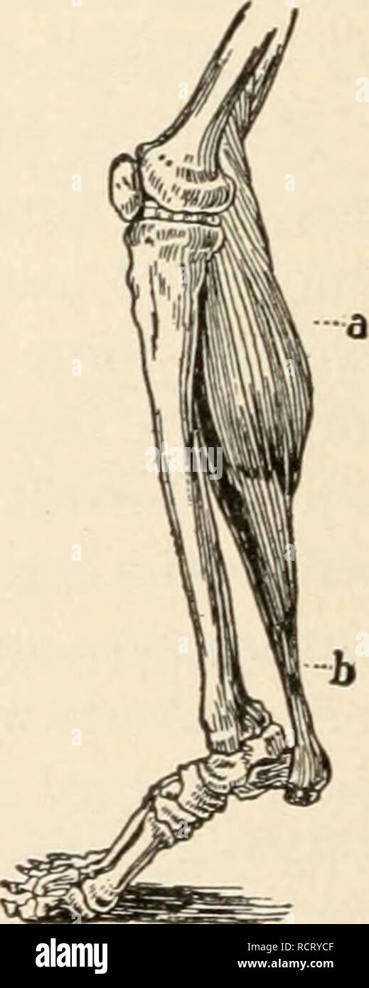 Leg Root . Elements of biology; a practical text-book correlating botany ...