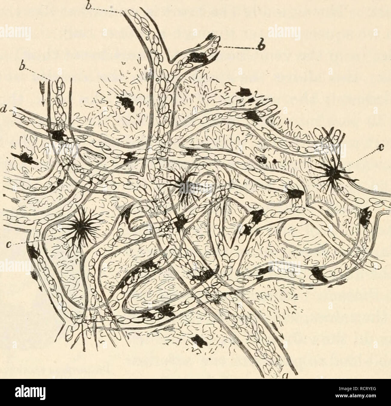 Elements Of Biology A Practical Text Book Correlating Botany Zoology And Human Physiology Biology 354 Human Physiology Trace The Artery Until It Breaks Out Into Very Tiny Tubes The Capillaries Notice That Elements Of Biology A Practical Text Book Correlating Botany Zoology And Human Physiology Biology 354 Human Physiology Trace The Artery Until It Breaks Out Into Very Tiny Tubes The Capillaries Notice That