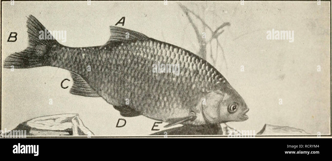 . Elements of biology; a practical text-book correlating botany ...