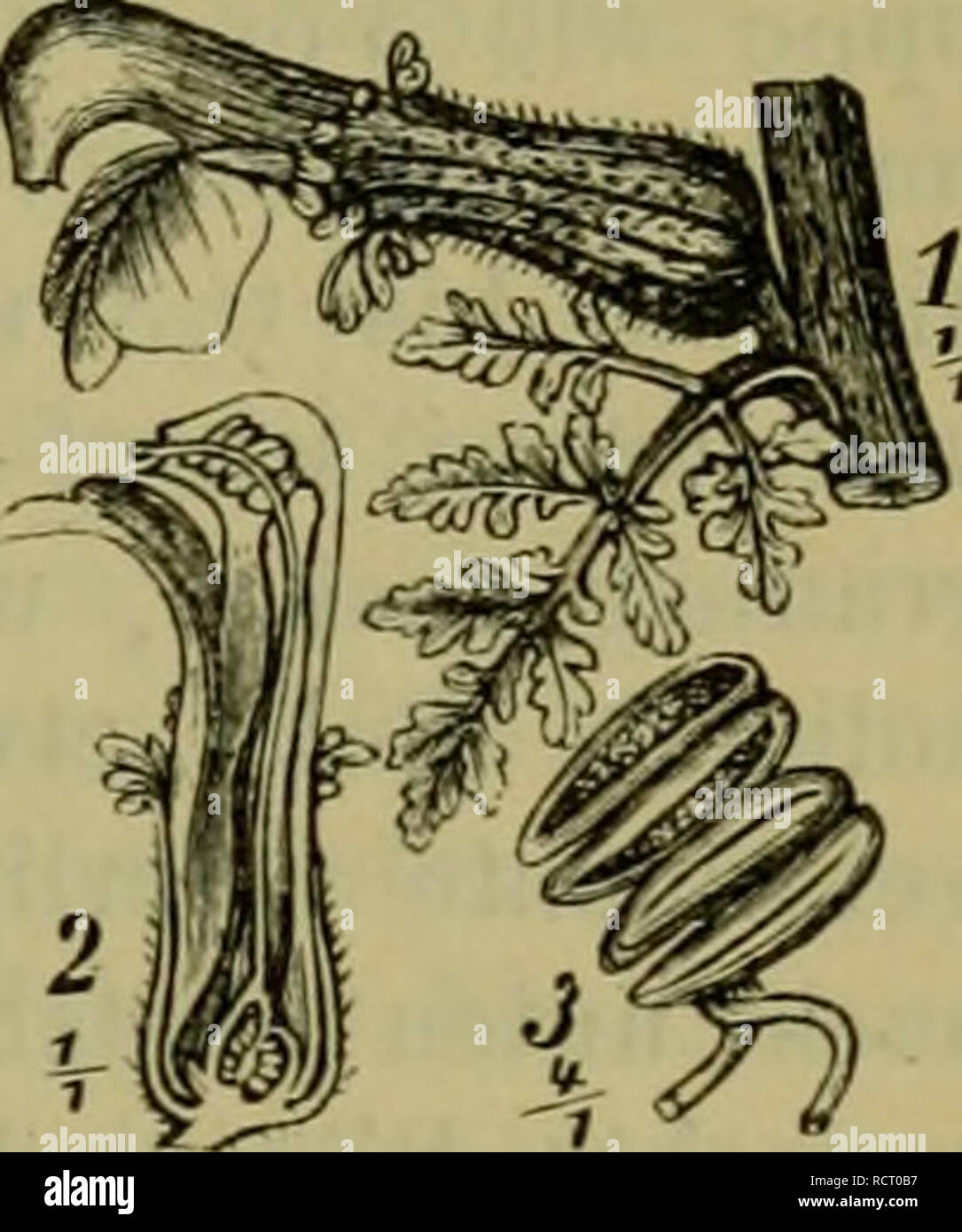 . Deutsche Flora. Pharmaceutischmedicinische Botanik. Ein Grundriss