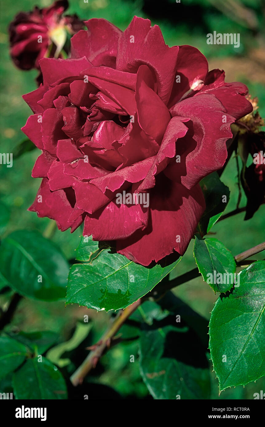 Rosa cv. Nocturne; Rosaceae; shurb, Hybrid Tea; flower double dark red ...