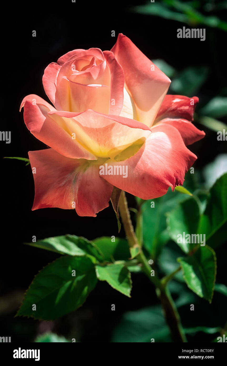 Rosa cv. Imperatrice Farah; DELivour; Rosaceae; shurb, Hybrid Tea; flower double White, carmine-red edges. Other name Empress Farah, Kaiserin Farah, S Stock Photo