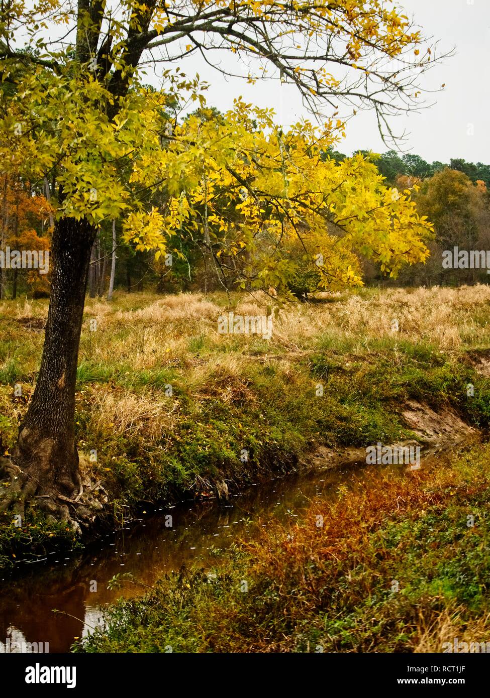 The Woodlands TX USA - 11/28/2018  -  Yellow Tree by Creek Stock Photo