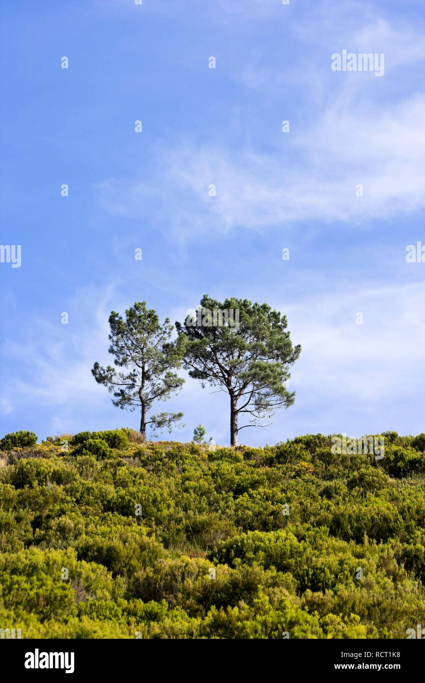 Lonely tree on the top of a mountain against blue sky with clouds Stock ...