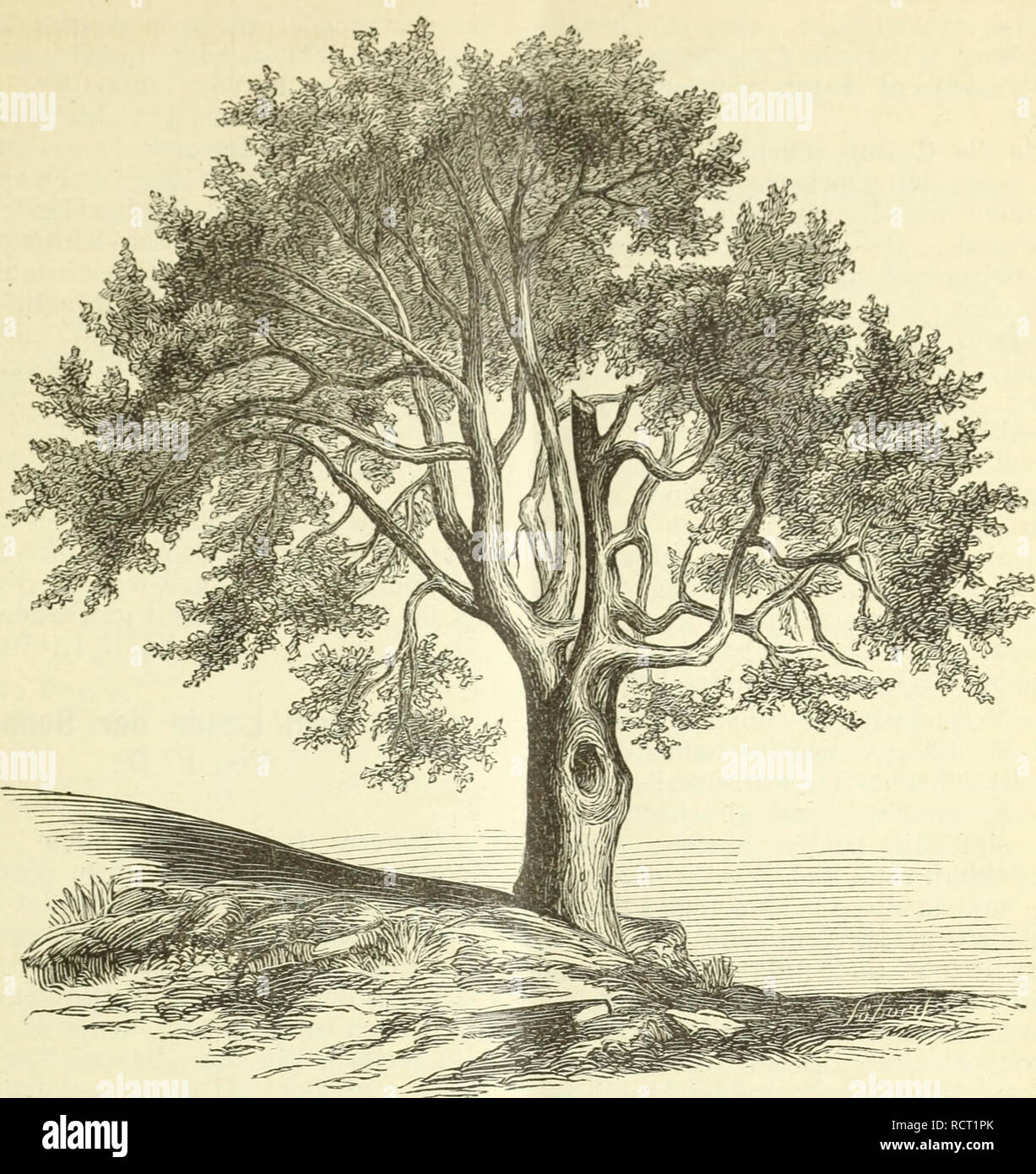 thuja brabant hecke düngen Thuja 