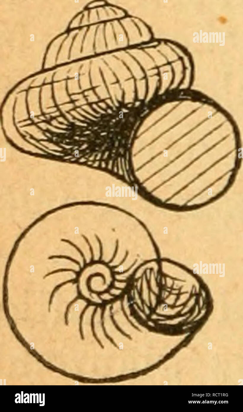 Deutsche Excursions Mollusken Fauna Mollusks 456 Wassern Mit