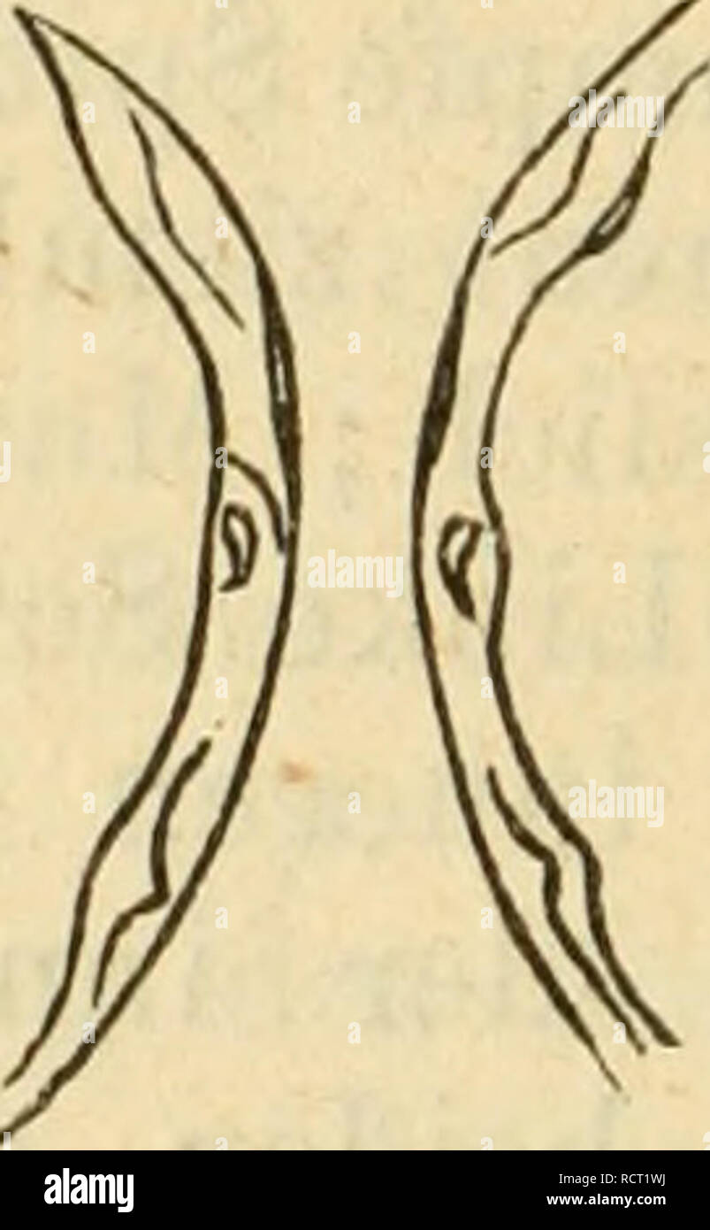 . Deutsche excursionsmolluskenfauna. Mollusks. 486 dioides Gray