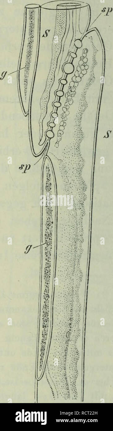 . Elemente der wissenschaftlichen Botanik. Plant anatomy; Plant physiology. 86 Die Holzgefäße waren schon Malpighi (1670) bekannt, die Rinden-(oder Bast-)Gefäße, gewöhnlicli Siebröhren^^) genannt, sind erst in neuerer Zeit (Th. Hartig, 1853) entdeckt worden. Sie treten im Phloemteil des Gefäßbündels auf, fallen bei weitem nicht Fig. 73. Fig. 74. jaaaac Vergr. 300. Fragmente von Siebröhren. A, B aus dem Phloem von Quillaja Saponaria, C von Vitis vinifera. s Sieb- platte im Durchschnitt, s' von der Fläche gesehen, c Kallus, i Innenschlauch (Hüllschlauch).. so ins Auge wie die Holzgefäße und bild Stock Photo