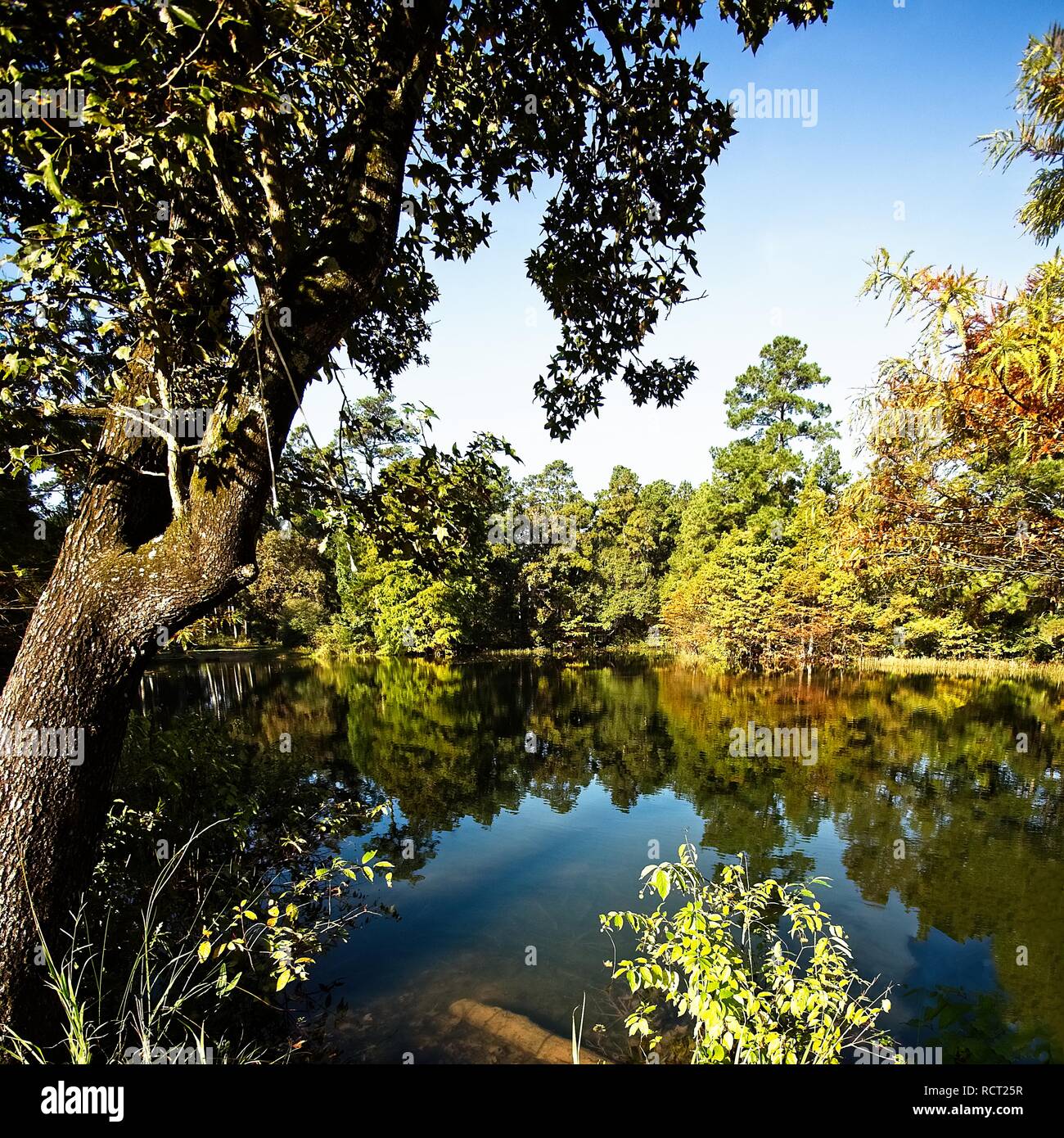 The Woodlands TX USA - 10-30-2018  -   Fall Tree Reflexions in a Pond 1 Stock Photo