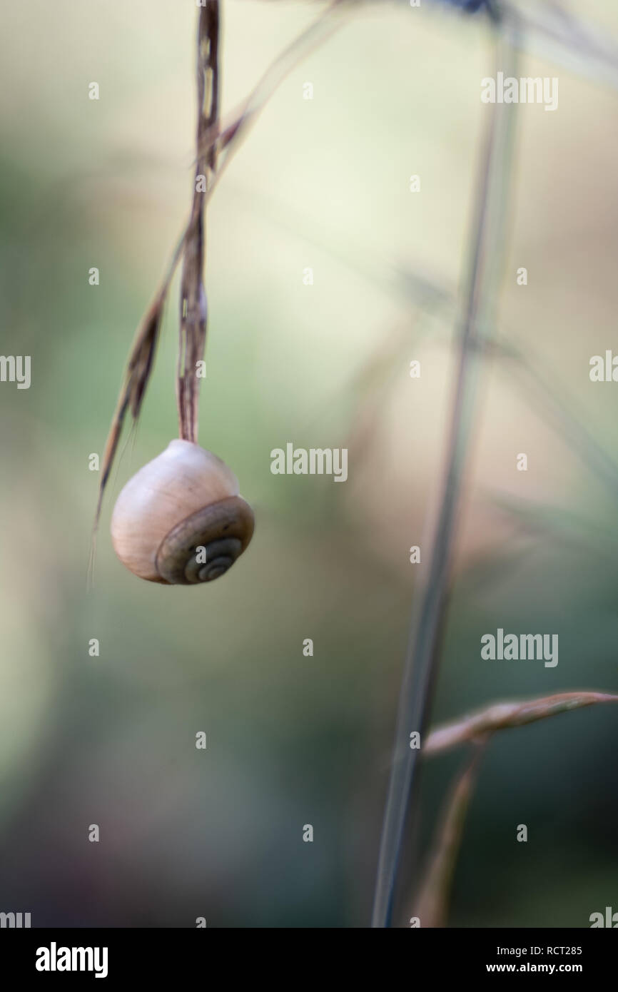 empty snail shell hanging on a blade of grass Stock Photo