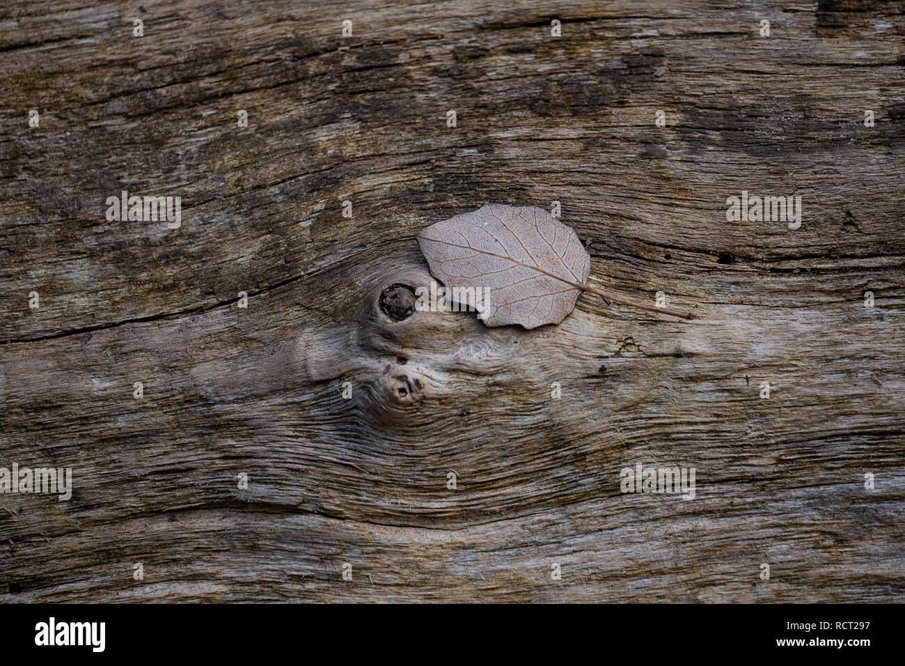 small leaf on wooden board background Stock Photo
