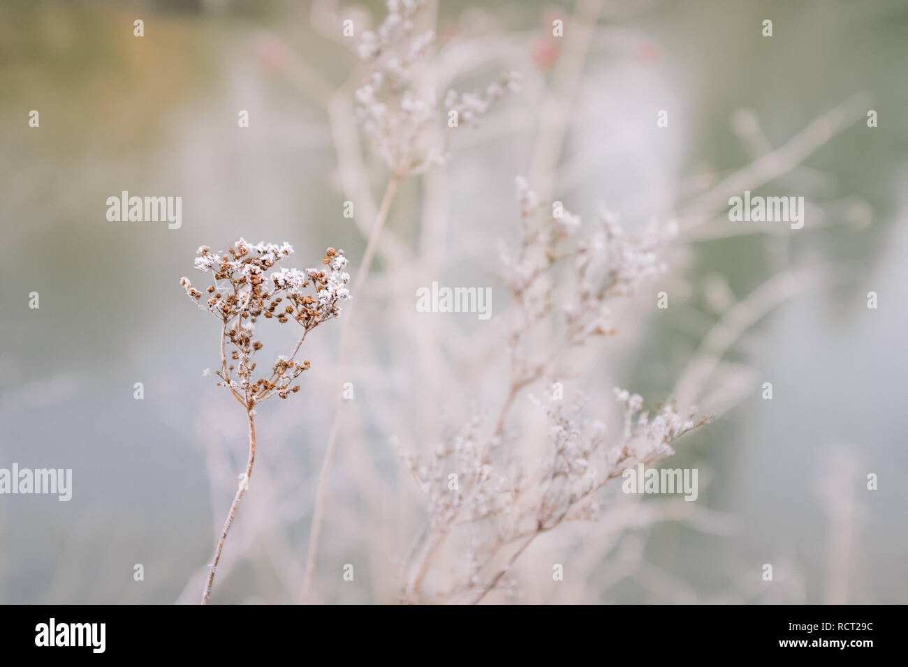 frozen grasses on a meadow wintertime Stock Photo