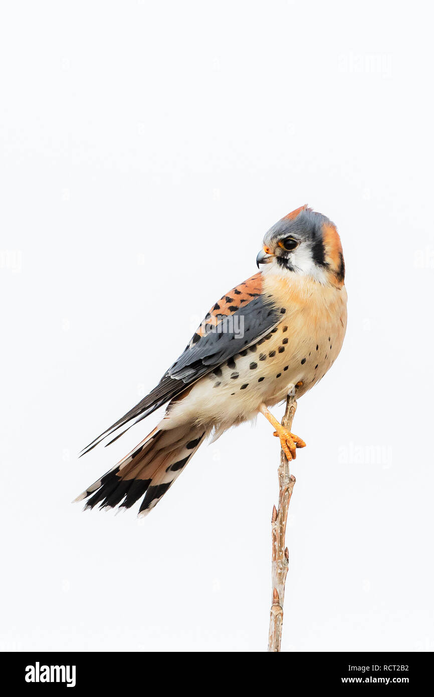 American kestrel hunting from perch Stock Photo