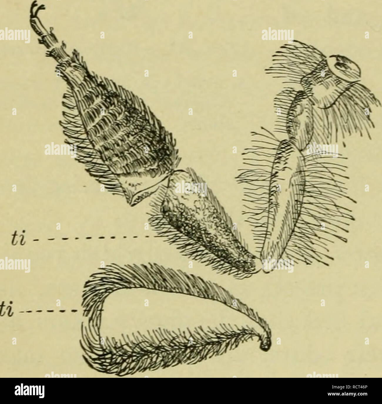 . Elements of botany. Plants. 162 ELEMENTS OF BOTANY. them to attract